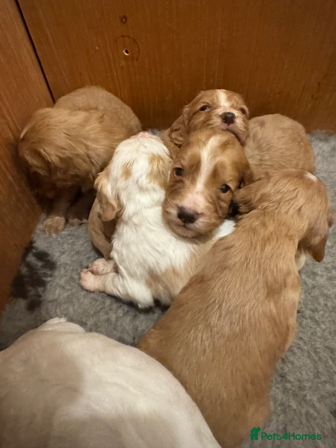 Cocker Spaniel dogs for sale: KC Working cocker spaniels. - Advert 4