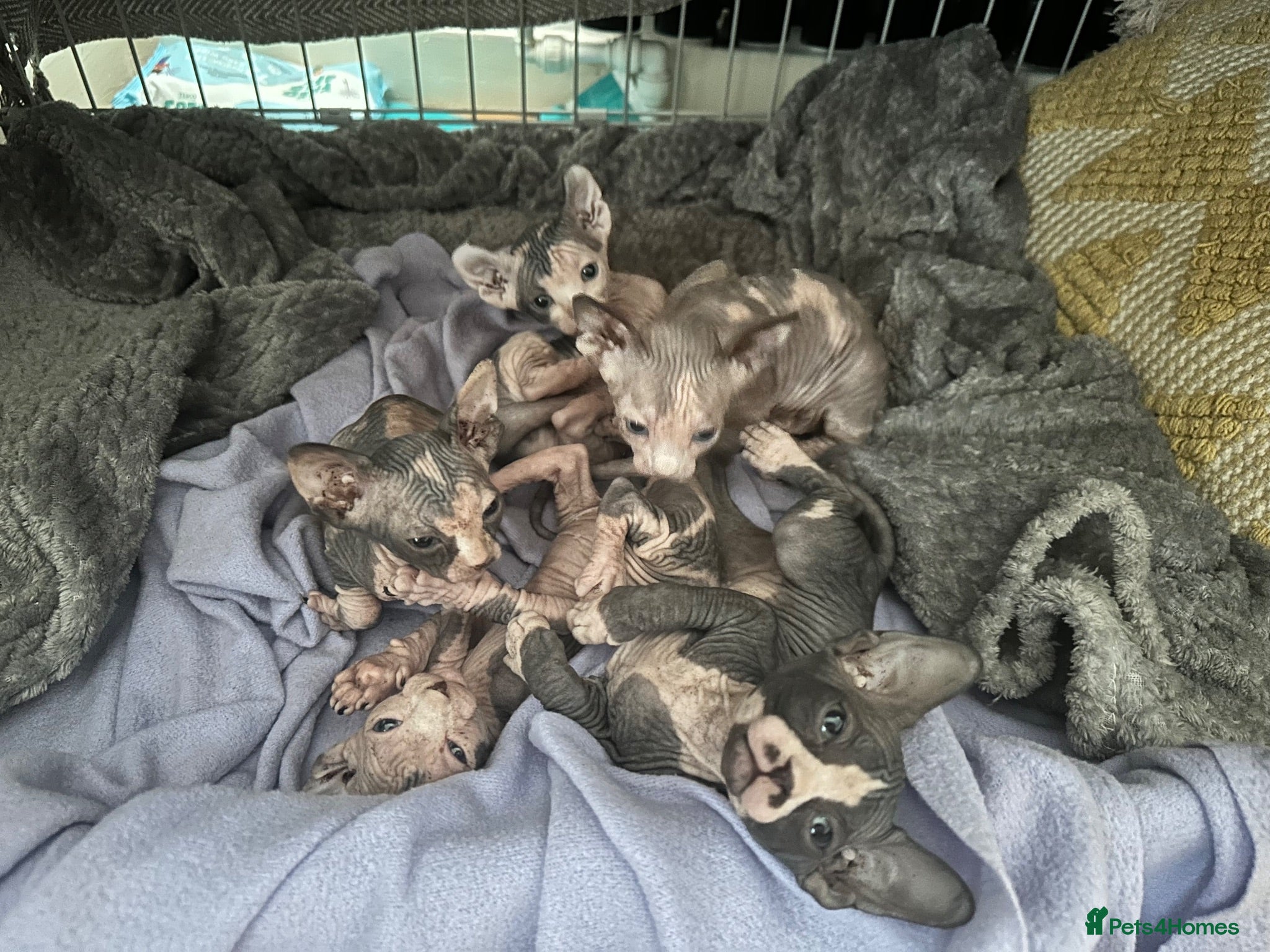 Sphynx cats Adorable sphinx kittens - Advert 2