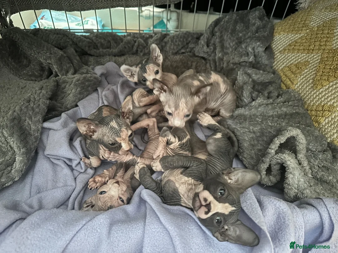 Sphynx cats for sale: Adorable sphinx kittens - Advert 2