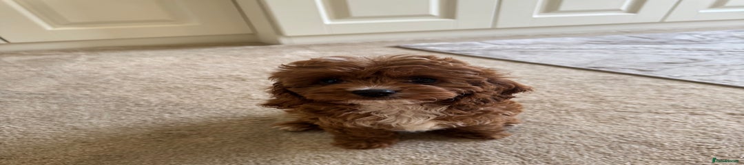 Cavapoo Puppy 2