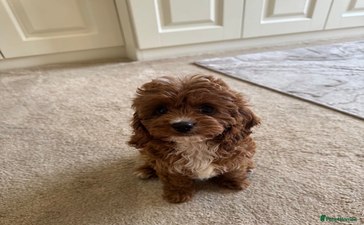 Cavapoo dogs - Advert 9