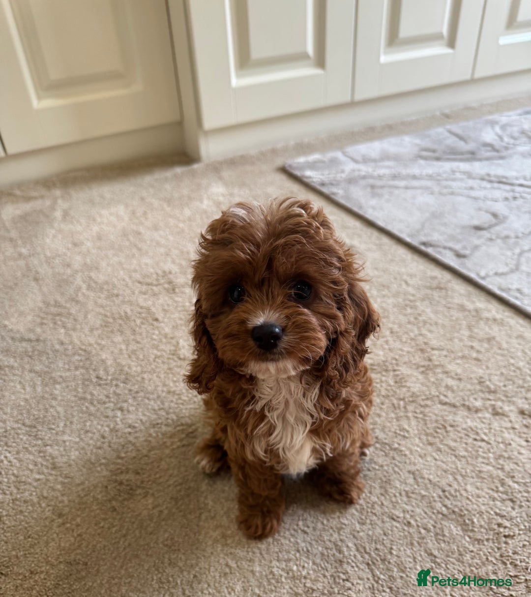Cavapoo dogs for sale: !Ready now! F1 cavapoos kc reg parents - Image 1