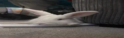 New Zealand rabbits for sale: Young New Zealand White Doe in Helston - Advert 7
