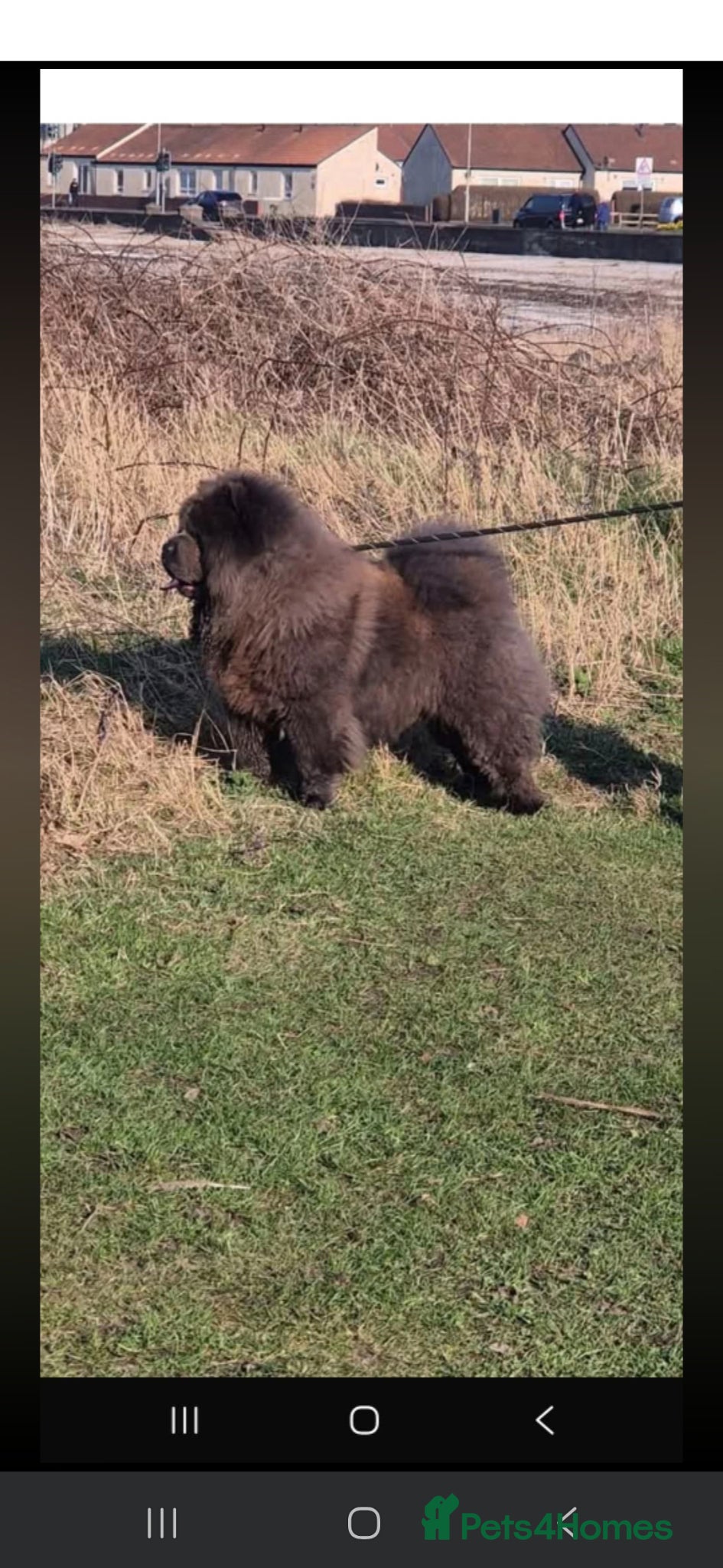 Chow Chow dogs Stud Dog Available  - Advert 5