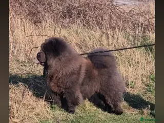 Chow Chow dogs Stud Dog Available - Advert 1