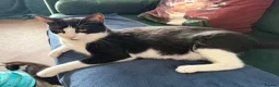 Mixed Breed cats for sale: Beautiful tuxedo kittens one boy and one girl  - Advert 3