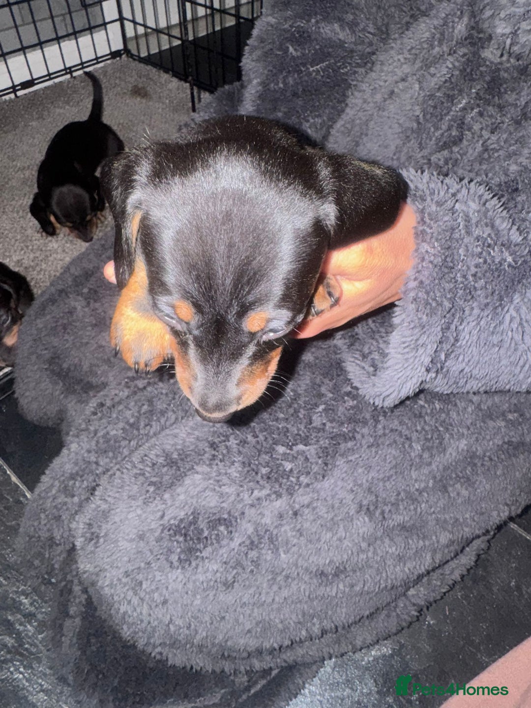 Dachshund dogs for sale: Ready to leave last 4 available  - Image 8