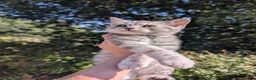 British Shorthair cats for sale: Full British shorthairs kittens READY NOW! - Advert 9