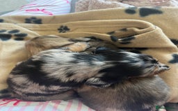 Miniature Dachshund dogs for sale: Beautiful miniature dachshunds L/H+S/H - Image 13