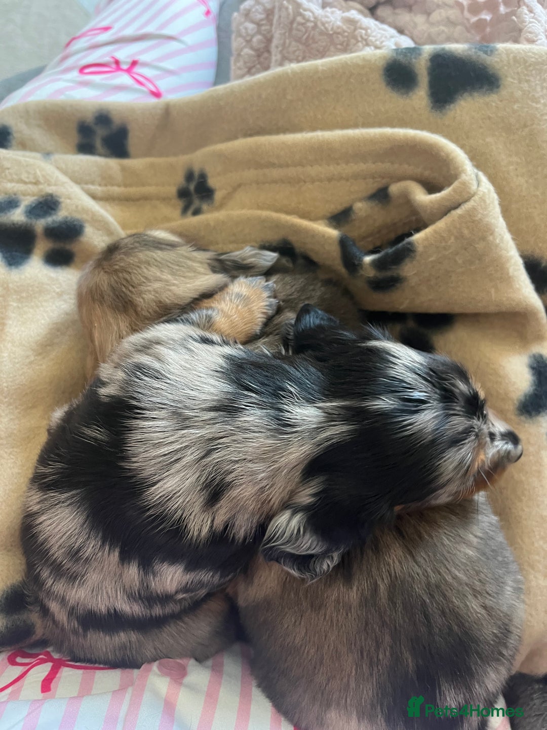 Miniature Dachshund dogs for sale: Beautiful miniature dachshunds L/H+S/H - Image 13