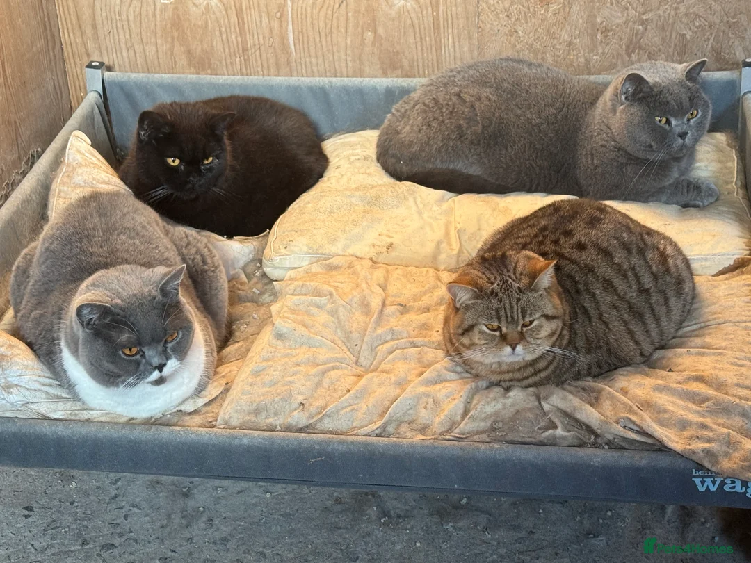 British Shorthair cats for sale: ❤️ Gentle Adult BSH Cats Searching for a Home ❤️ - Advert 3