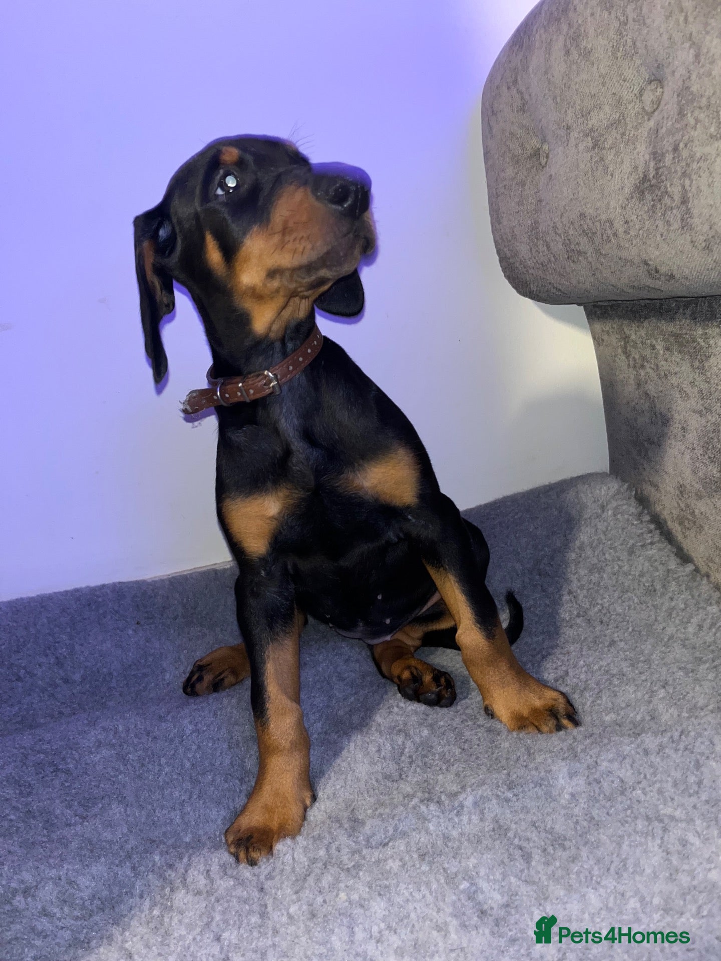 Dobermann dogs 🏆 Exceptional KC Registered Dobermann Puppies 🏆 - Advert 2