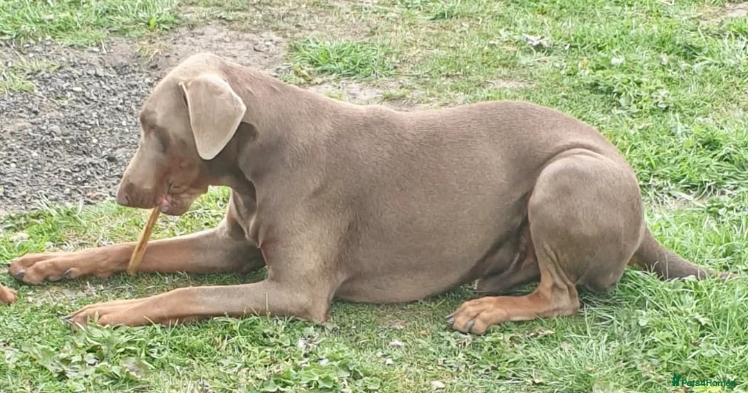 Dobermann dogs for sale: Special rehome - Advert 6