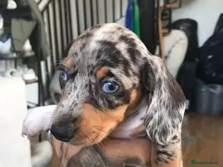 Miniature Dachshund dogs Adorable Miniature Dachshund Puppies - Advert 1