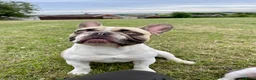 French Bulldog dogs for stud: French Bulldog Stud Bernie Brown - Advert 20