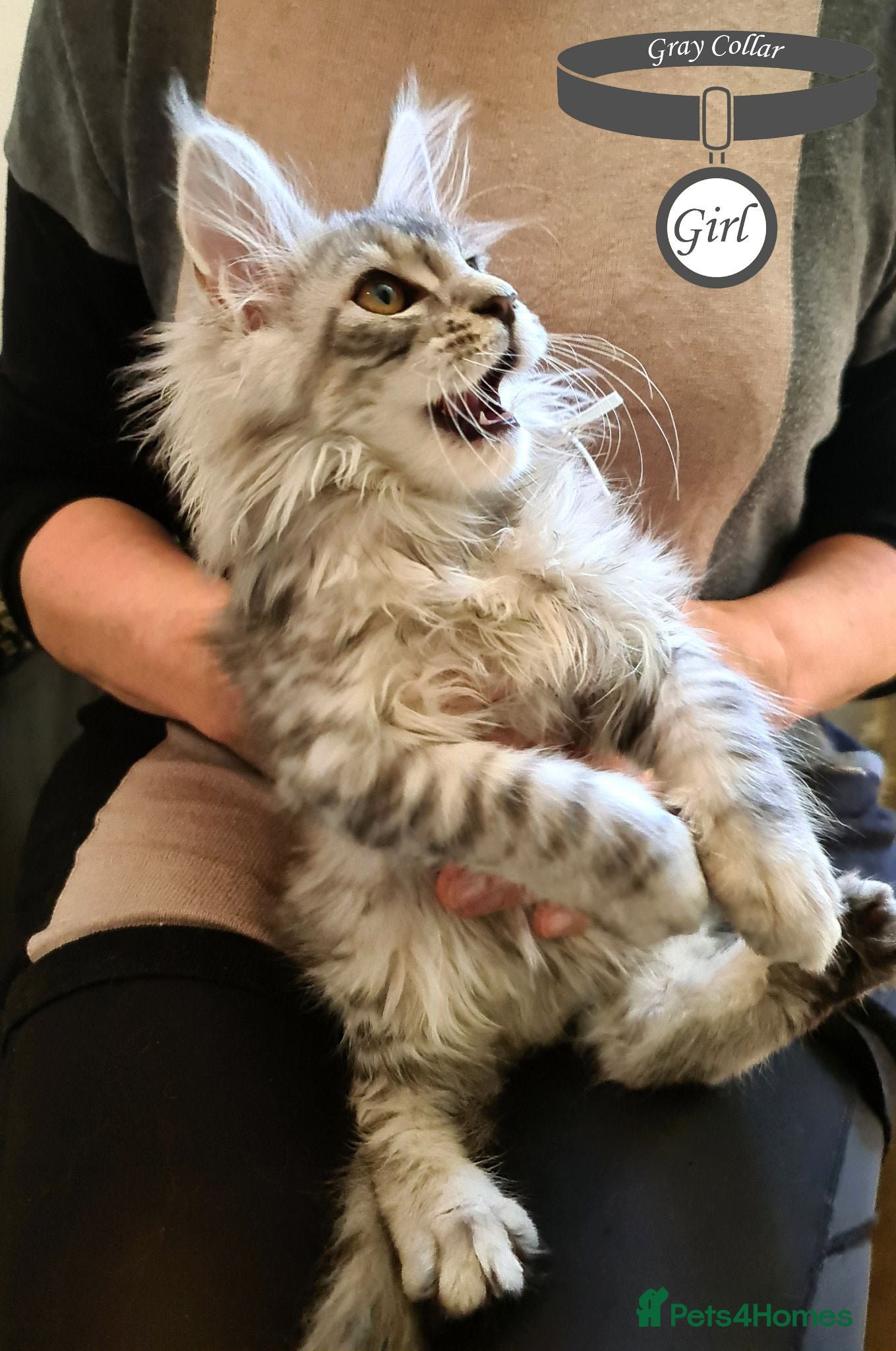 Maine Coon cats Stunning Maine Coon Kittens Ready - Advert 1