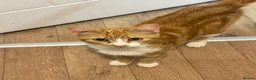 Mixed Breed cats for sale: Beautiful Ginger & Tortoiseshell Kittens in Faringdon - Advert 3
