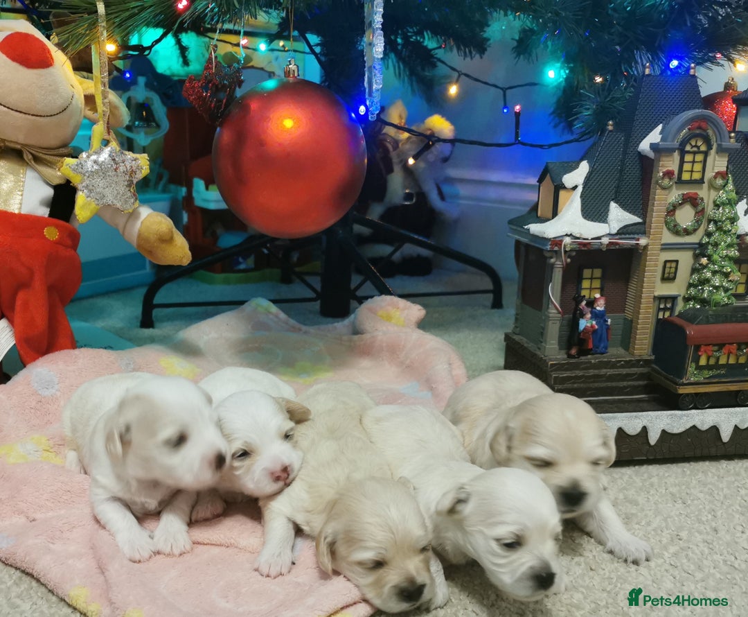 Mixed Breed dogs for sale: Bichon Frisee/Maltese.  - Advert 9