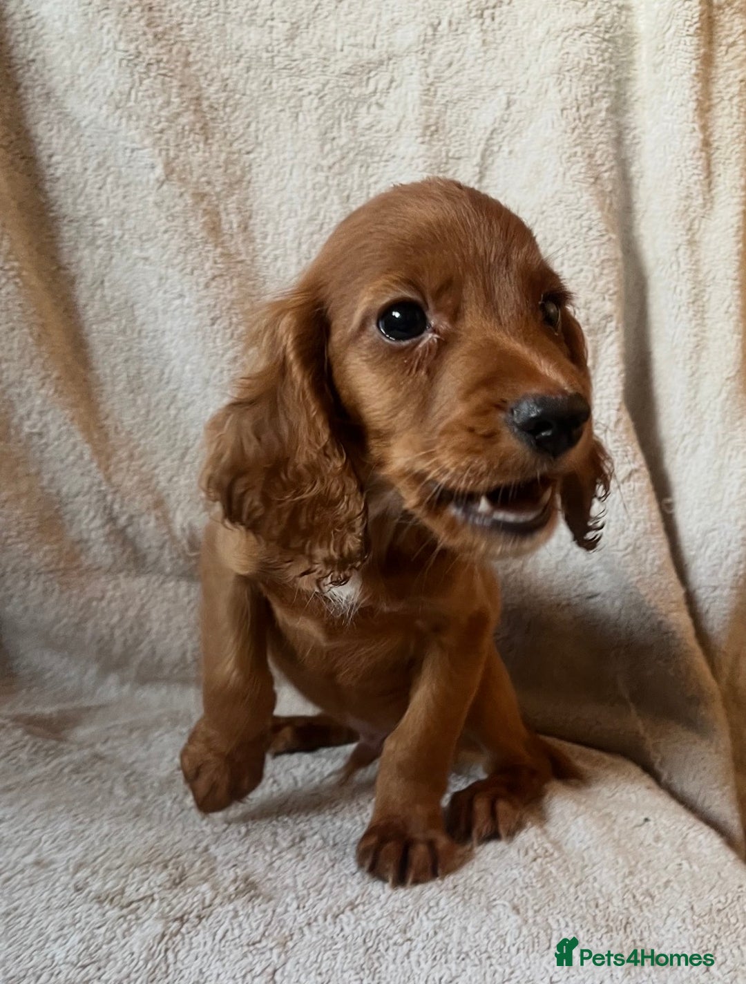 Cocker Spaniel dogs for sale: Working Cockerspaniel Pups  - Advert 13