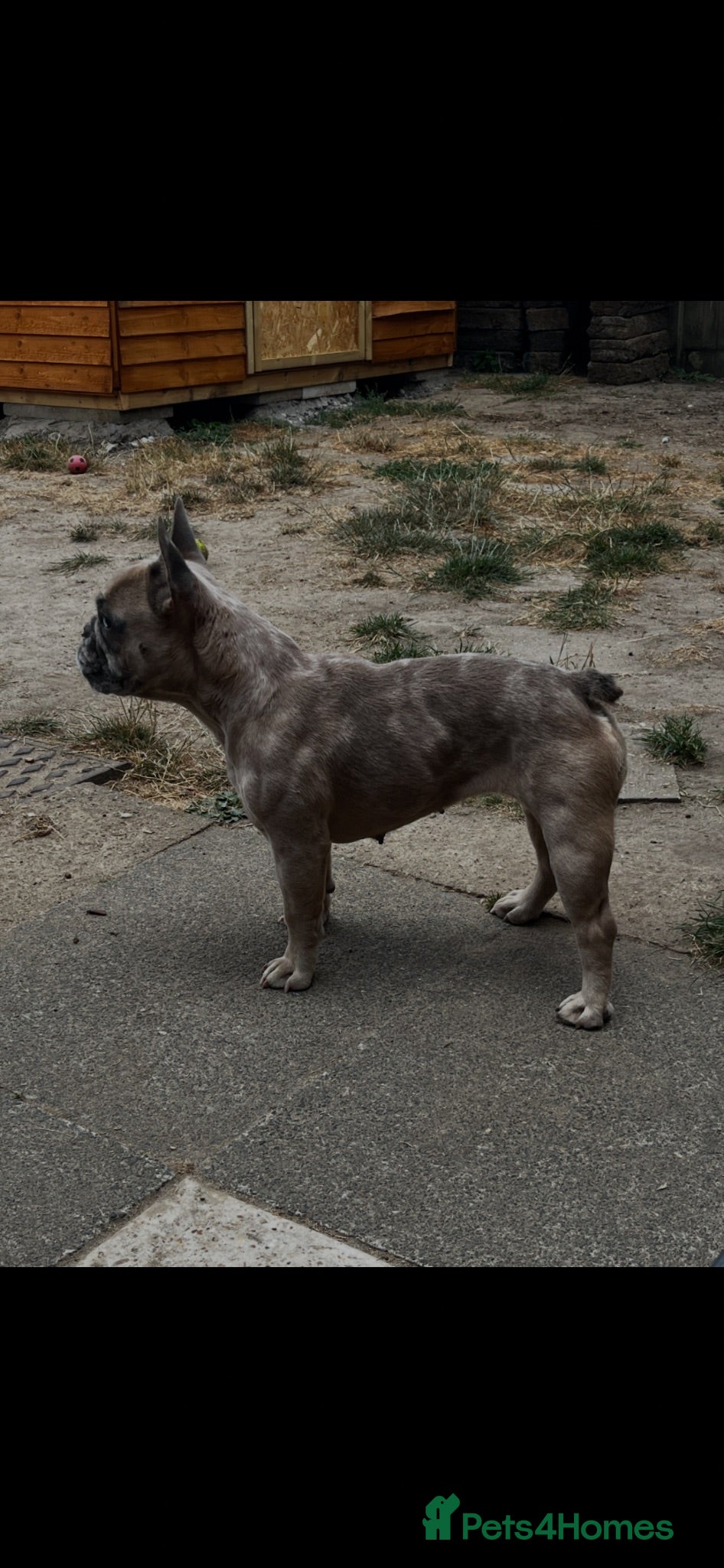 French Bulldog dogs Female  Merle French bulldog  - Advert 11