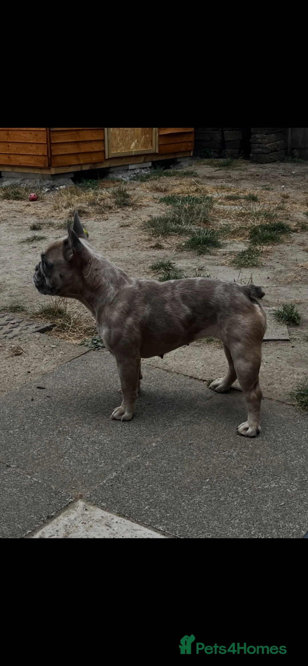 French Bulldog dogs for sale: Female  Merle French bulldog  - Advert 1
