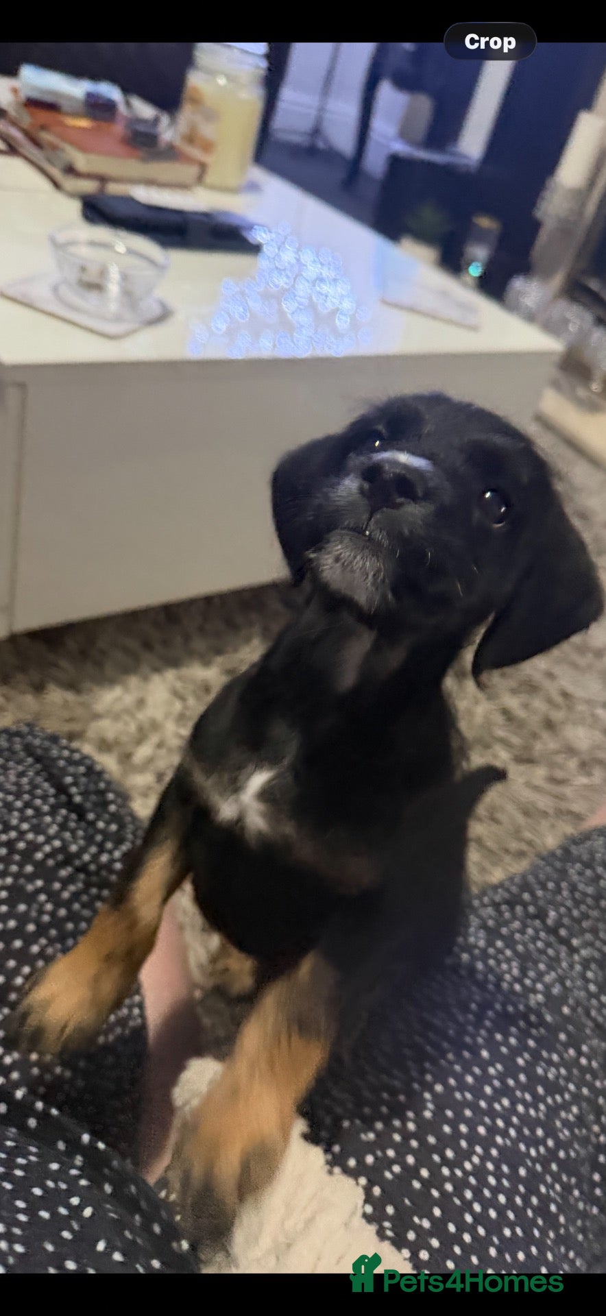 Mixed Breed dogs Spaniel cross  - Advert 1