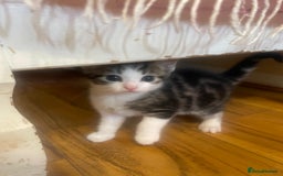 Domestic Shorthair cats for sale: Beautiful litter of kittens for sale  - Image 5