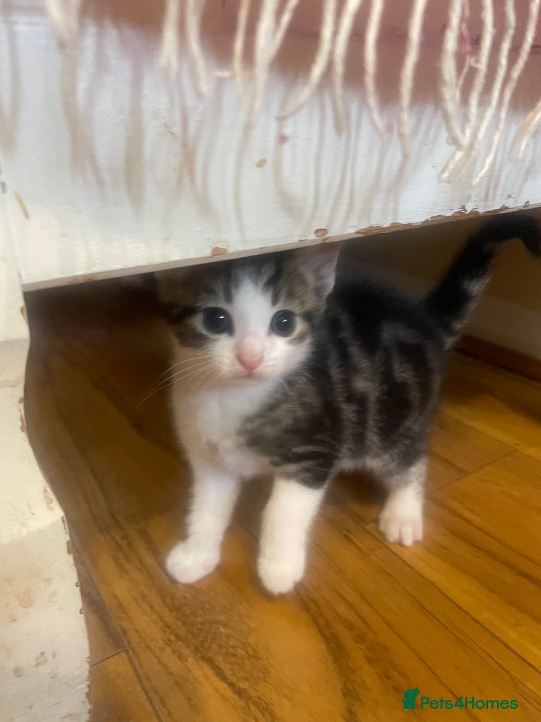 Domestic Shorthair cats for sale: Beautiful litter of kittens for sale  - Image 5