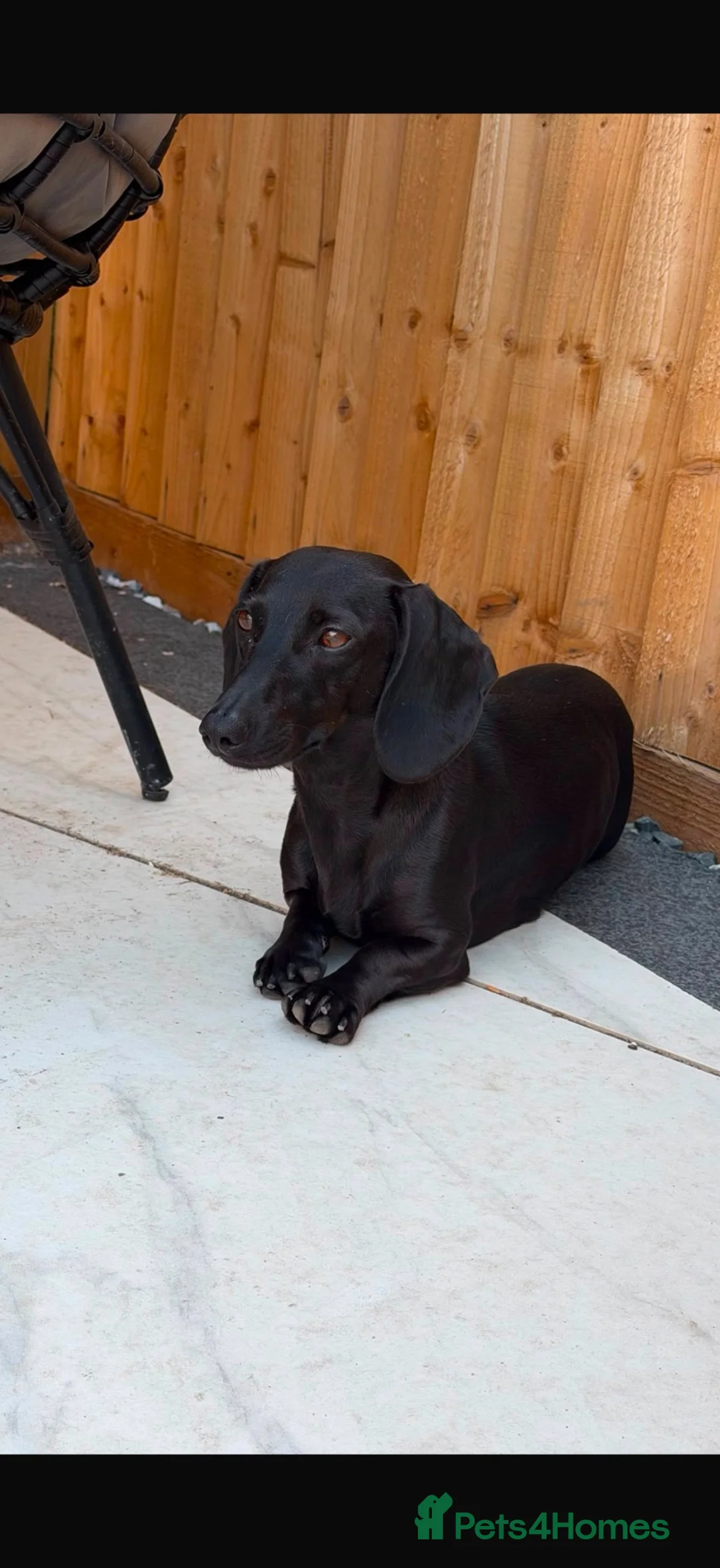 Miniature Dachshund dogs for sale: Solid black miniature dachshund female  - Advert 2