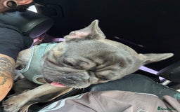 French Bulldog dogs for sale: Reggie - Image 4