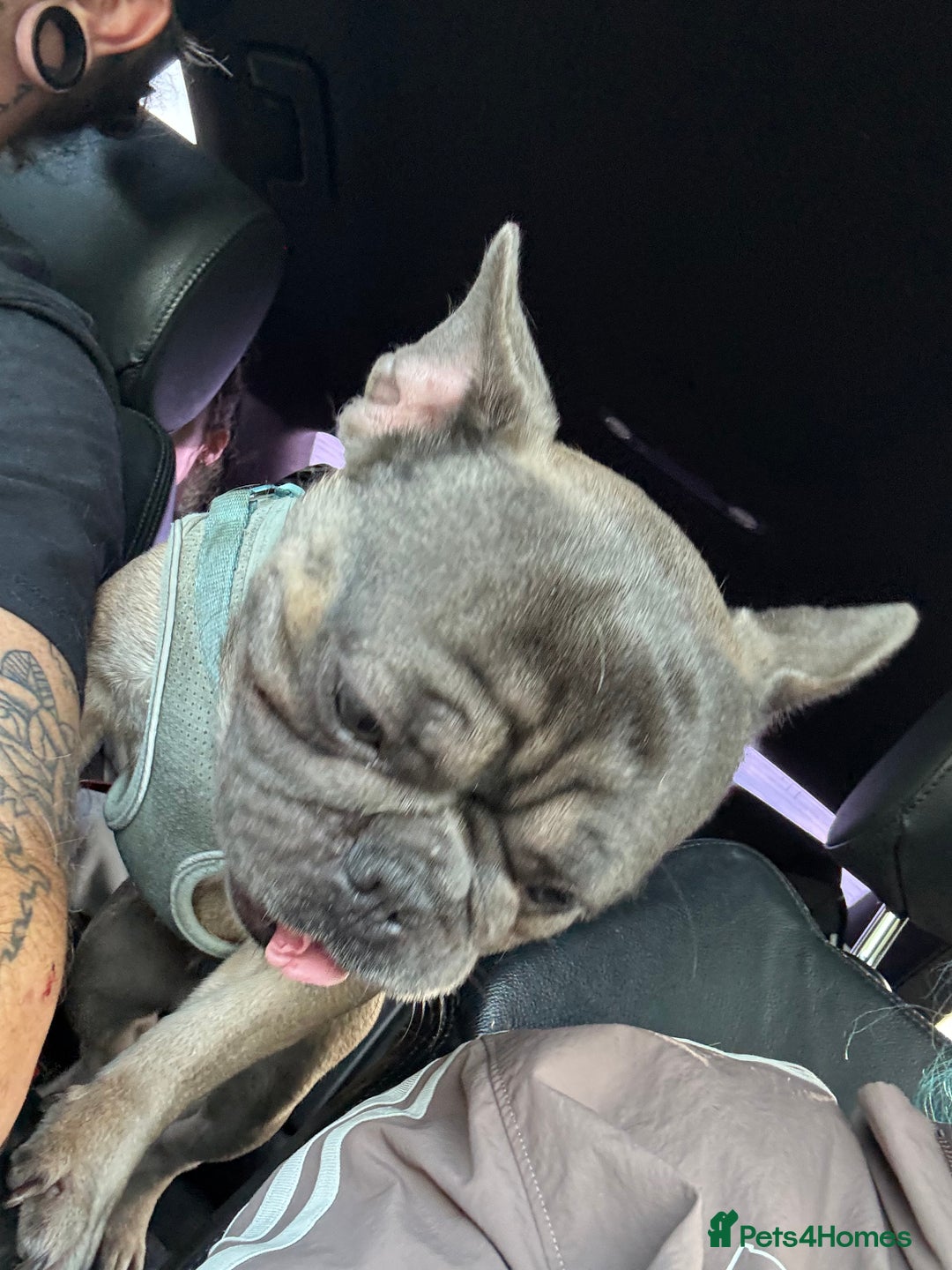 French Bulldog dogs for sale: Reggie - Image 4
