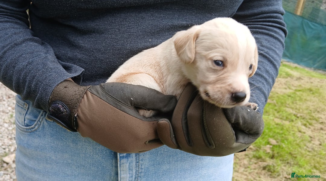 Cockerdor dogs for sale: Gorgeous cockador Puppies - Image 12