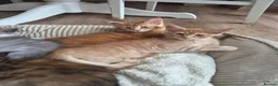 Maine Coon cats for sale: Maine coon kitten for sale - Advert 5
