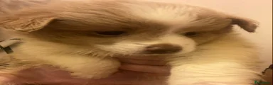 Mixed Breed 1