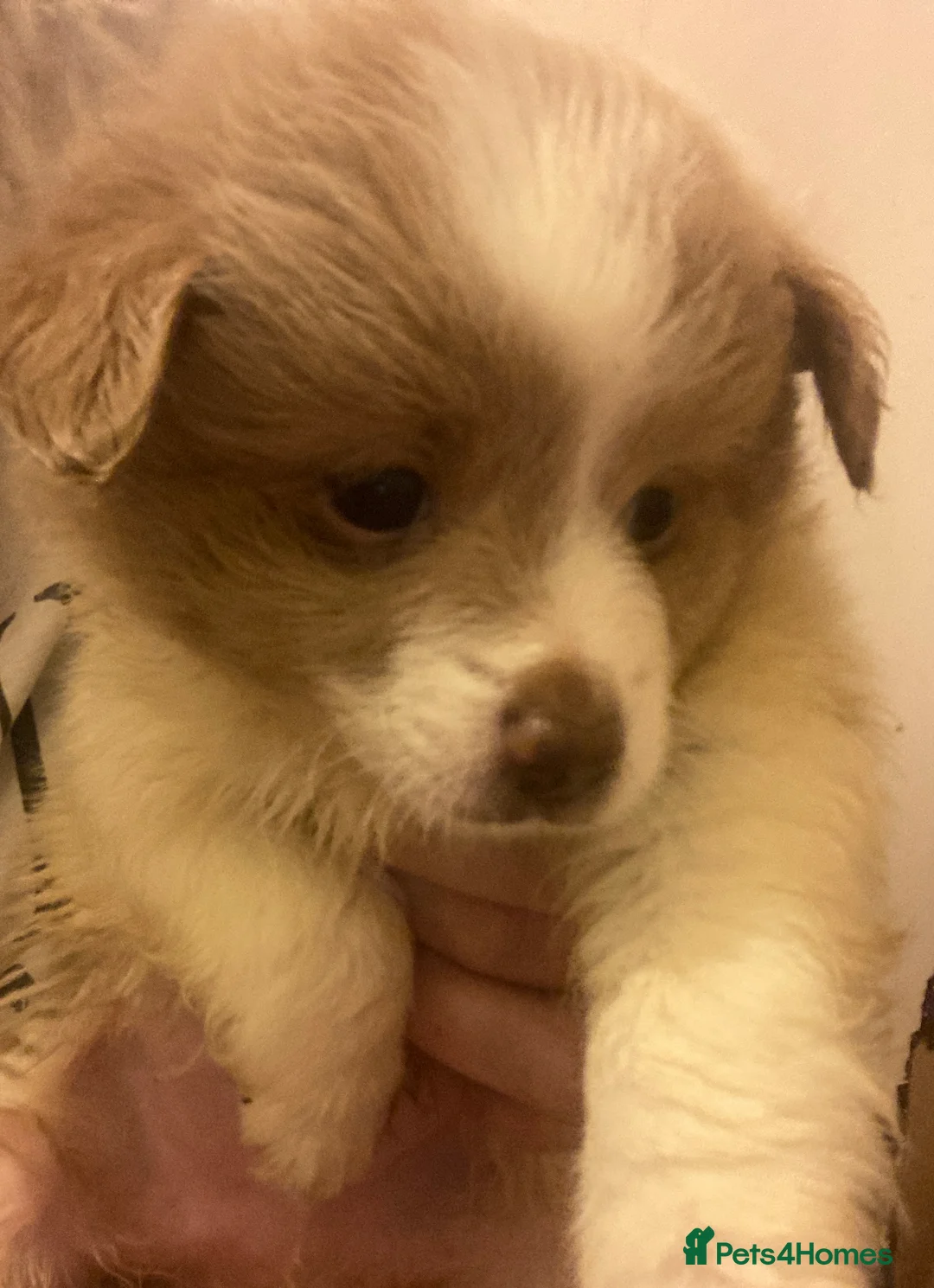 Mixed Breed dogs for sale: loving Puppy’s for sell  - Advert 5
