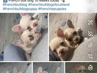 French Bulldog dogs 🐾 10 week old . 2 left French Bulldog ❤️ - Advert 14