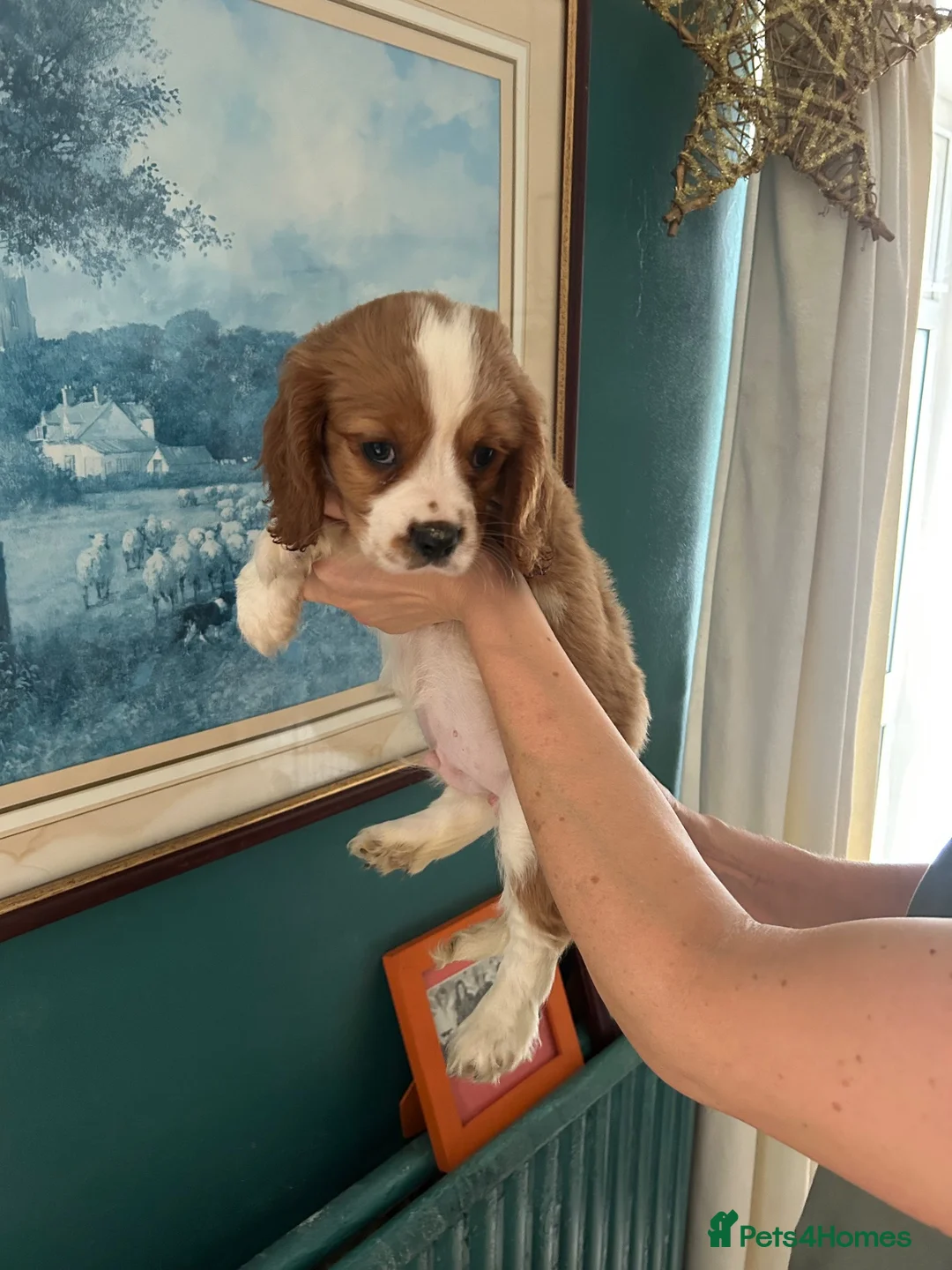 Cavalier King Charles Spaniel dogs for sale: Absolutely adorable puppies ❤️ - Advert 6
