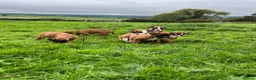 Boxer dogs for sale: Beautiful boxer puppies for sale.  in Londonderry - Advert 7