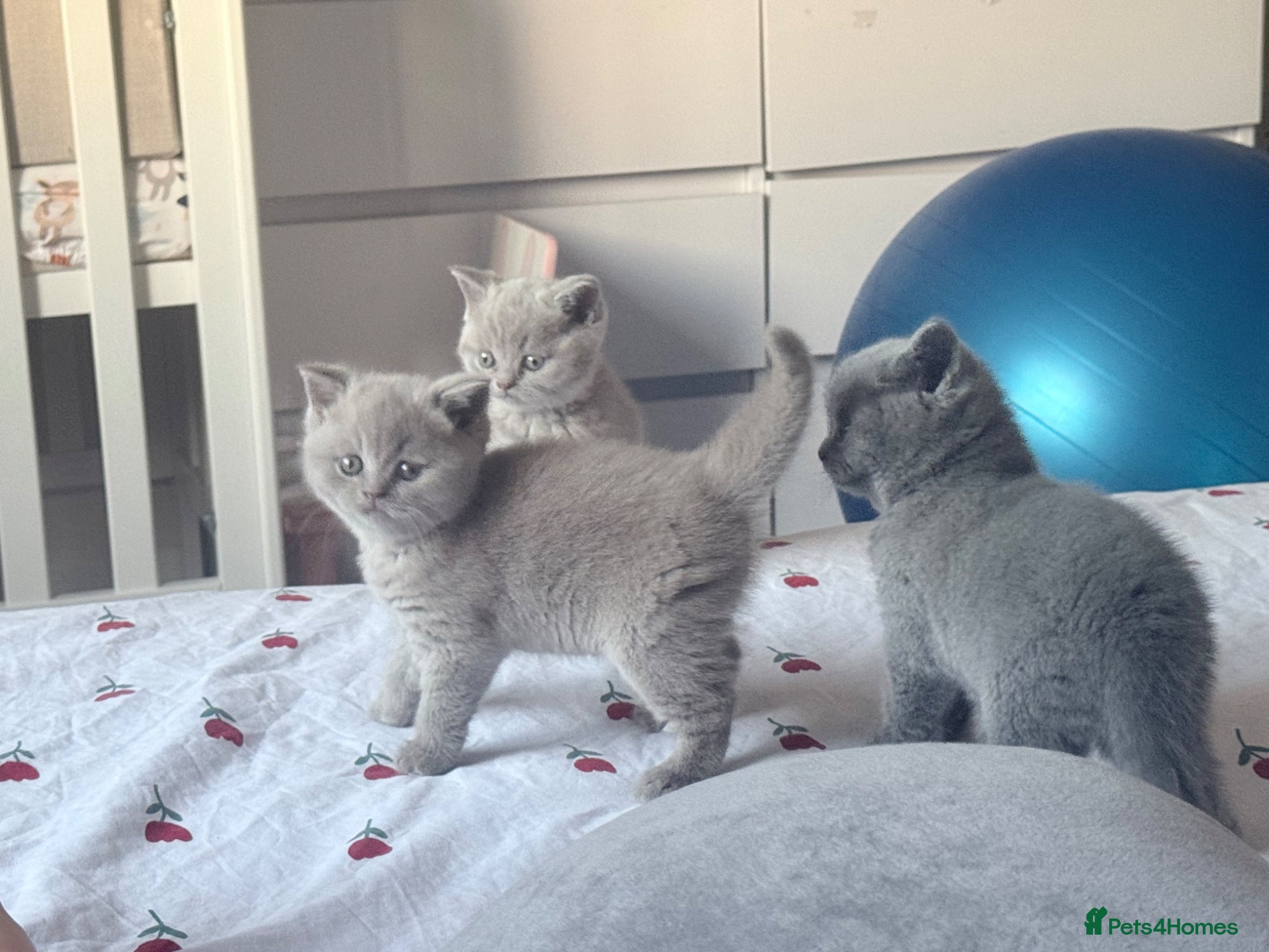 British Shorthair cats 🐾 British Shorthair Kittens Available 🐾 - Advert 3