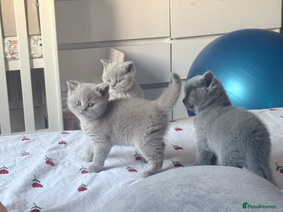 British Shorthair cats for sale: 🐾 British Shorthair Kittens Available 🐾 - Advert 1