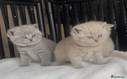 British Shorthair cats for sale: Absolutely beautiful BSH kittens  - Image 29