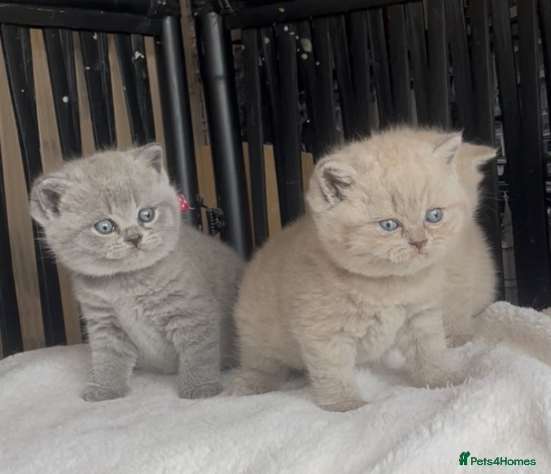 British Shorthair cats for sale: Absolutely beautiful BSH kittens  - Image 29