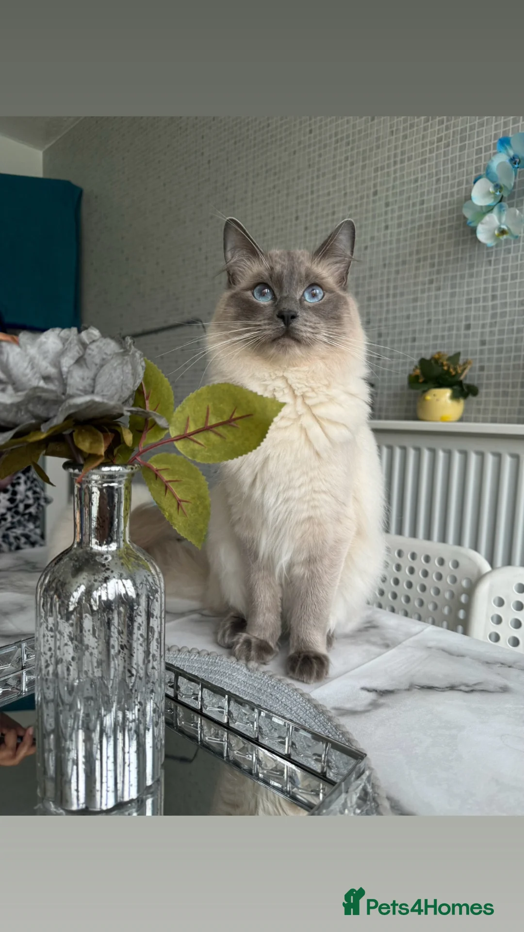 Ragdoll cats for sale: Male ragdoll  - Advert 7