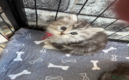 Persian cats for sale: Persian x kittens , 2 separate litters - Advert 10