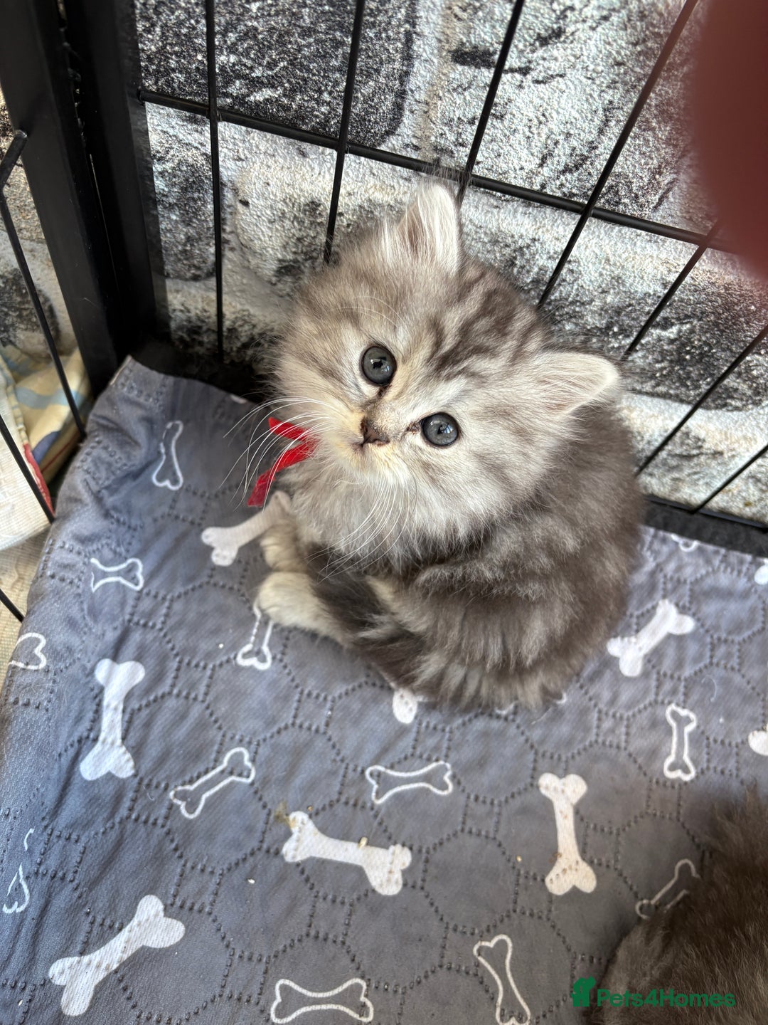 Persian cats for sale: Persian x kittens , 2 separate litters - Advert 10