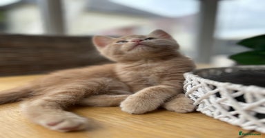 Maine Coon cats - Advert 13