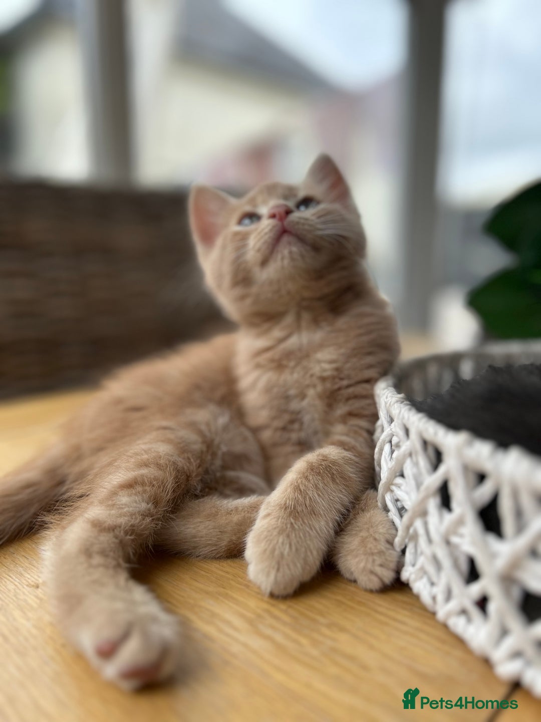 Maine Coon cats for sale: Maine Coon Cross - Image 4