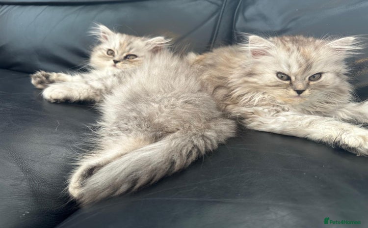 Persian cats - Advert 11