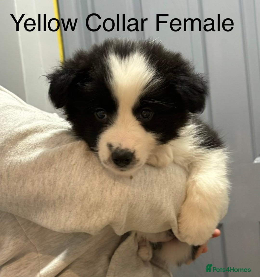 Border Collie dogs for sale: 6 Beautiful B&W & Merle Border Collie Puppies 🐶  - Image 7