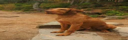Hungarian Vizsla dogs for sale: Hungarian wirehaired vizsla pups for sale - Advert 6